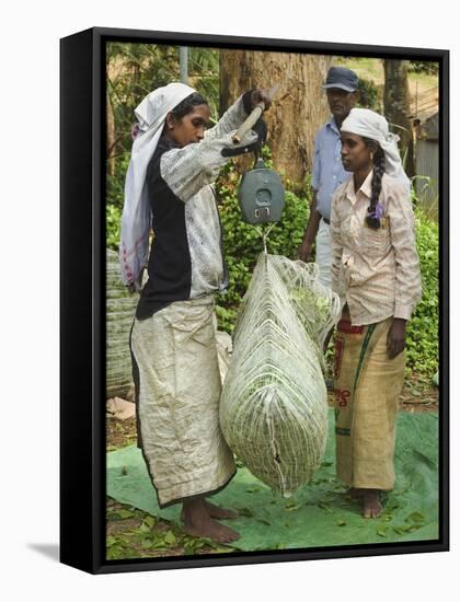 Plantation Tamil Women Weighing Prized Uva Tea in the Namunukula Mountains Near Ella, Central Highl-Rob Francis-Framed Stretched Canvas