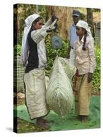 Plantation Tamil Women Weighing Prized Uva Tea in the Namunukula Mountains Near Ella, Central Highl-Rob Francis-Stretched Canvas