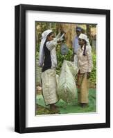 Plantation Tamil Women Weighing Prized Uva Tea in the Namunukula Mountains Near Ella, Central Highl-Rob Francis-Framed Premium Photographic Print