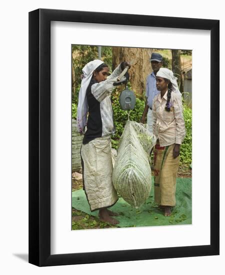 Plantation Tamil Women Weighing Prized Uva Tea in the Namunukula Mountains Near Ella, Central Highl-Rob Francis-Framed Premium Photographic Print