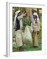 Plantation Tamil Women Weighing Prized Uva Tea in the Namunukula Mountains Near Ella, Central Highl-Rob Francis-Framed Photographic Print