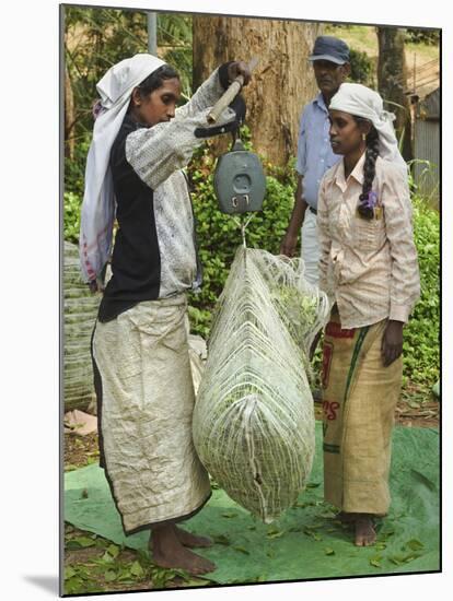 Plantation Tamil Women Weighing Prized Uva Tea in the Namunukula Mountains Near Ella, Central Highl-Rob Francis-Mounted Photographic Print