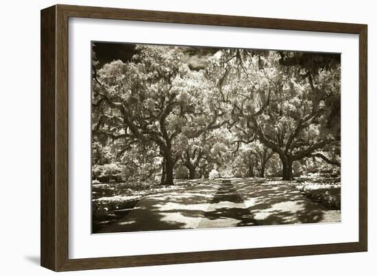 Plantation Walk II-Alan Hausenflock-Framed Photographic Print