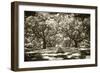 Plantation Walk II-Alan Hausenflock-Framed Photographic Print