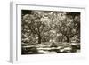 Plantation Walk II-Alan Hausenflock-Framed Photographic Print