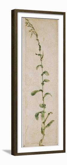 Plante de tabac-Albrecht Dürer-Framed Premium Giclee Print