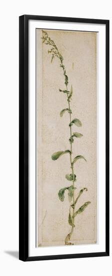 Plante de tabac-Albrecht Dürer-Framed Premium Giclee Print
