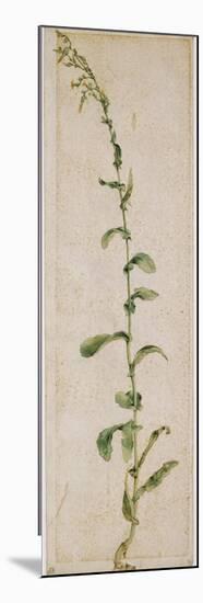 Plante de tabac-Albrecht Dürer-Mounted Premium Giclee Print