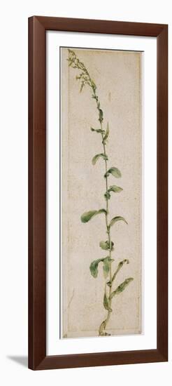 Plante de tabac-Albrecht Dürer-Framed Giclee Print