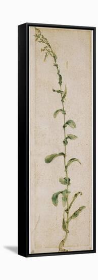 Plante de tabac-Albrecht Dürer-Framed Stretched Canvas