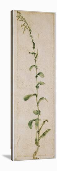 Plante de tabac-Albrecht Dürer-Stretched Canvas