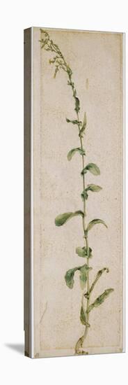 Plante de tabac-Albrecht Dürer-Stretched Canvas