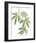 Planted Blooms-Maria Mendez-Framed Giclee Print