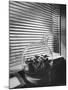 Planter in Modern Glass Tower window Designed by Frank Lloyd Wright for S. C. Johnson and Company-Eliot Elisofon-Mounted Photographic Print