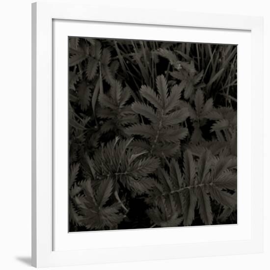 Plantes, c.2004-Jacky Lecouturier-Framed Premium Giclee Print