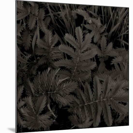 Plantes, c.2004-Jacky Lecouturier-Mounted Premium Giclee Print