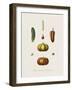 Plantes Condimentaires-The Vintage Collection-Framed Giclee Print