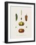 Plantes Condimentaires-The Vintage Collection-Framed Giclee Print