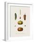 Plantes Condimentaires-The Vintage Collection-Framed Giclee Print