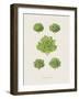 Plantes Pour Salades-The Vintage Collection-Framed Giclee Print