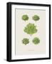 Plantes Pour Salades-The Vintage Collection-Framed Giclee Print