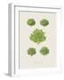 Plantes Pour Salades-The Vintage Collection-Framed Giclee Print