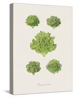 Plantes Pour Salades-The Vintage Collection-Stretched Canvas