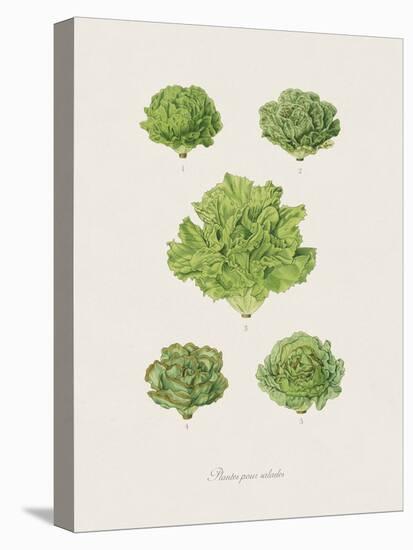 Plantes Pour Salades-The Vintage Collection-Stretched Canvas