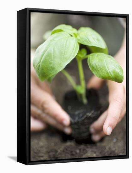 Planting Basil in Soil-null-Framed Stretched Canvas