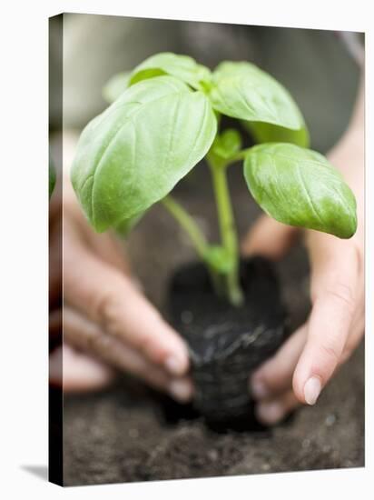 Planting Basil in Soil-null-Stretched Canvas