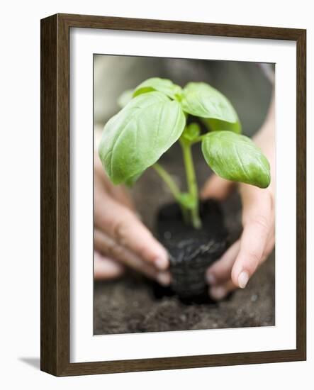 Planting Basil in Soil-null-Framed Photographic Print