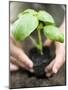 Planting Basil in Soil-null-Mounted Photographic Print
