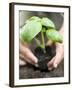 Planting Basil in Soil-null-Framed Photographic Print