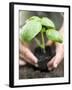 Planting Basil in Soil-null-Framed Photographic Print