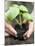 Planting Basil in Soil-null-Mounted Photographic Print