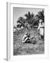 Planting Coconuts, Solomon Island, Fiji, 1905-null-Framed Giclee Print