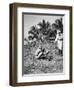 Planting Coconuts, Solomon Island, Fiji, 1905-null-Framed Giclee Print