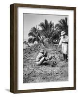 Planting Coconuts, Solomon Island, Fiji, 1905-null-Framed Giclee Print