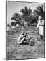 Planting Coconuts, Solomon Island, Fiji, 1905-null-Mounted Giclee Print