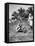 Planting Coconuts, Solomon Island, Fiji, 1905-null-Framed Stretched Canvas