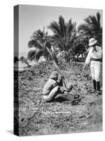 Planting Coconuts, Solomon Island, Fiji, 1905-null-Stretched Canvas