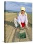 Planting Onions, Hokkaido, Japan-Gavin Hellier-Stretched Canvas