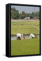 Planting Rice, Vientiane, Laos-Robert Harding-Framed Stretched Canvas
