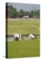 Planting Rice, Vientiane, Laos-Robert Harding-Stretched Canvas