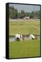 Planting Rice, Vientiane, Laos-Robert Harding-Framed Stretched Canvas