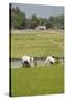 Planting Rice, Vientiane, Laos-Robert Harding-Stretched Canvas