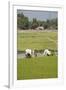 Planting Rice, Vientiane, Laos-Robert Harding-Framed Photographic Print