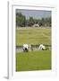 Planting Rice, Vientiane, Laos-Robert Harding-Framed Photographic Print