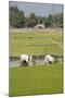 Planting Rice, Vientiane, Laos-Robert Harding-Mounted Photographic Print