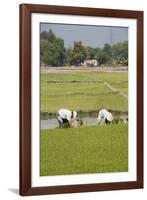 Planting Rice, Vientiane, Laos-Robert Harding-Framed Photographic Print